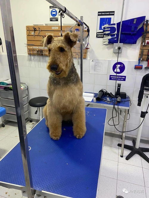 我是如何养宠物的 以及当下流行的宠物美容与时尚单品有哪些