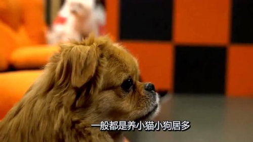 中国人养的宠物和非洲人养的宠物相比,简直是小巫见大巫