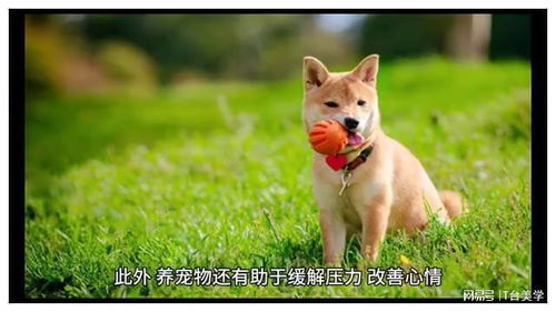 养宠物，悦享生活之美