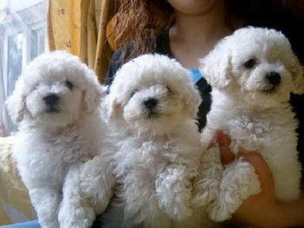 养不死才是王道 名宠基地直销比熊犬，保健康送用品，深圳宠物饲养新选择